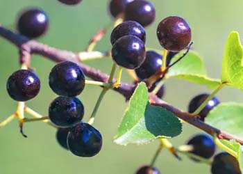 Maqui berry ingredient image