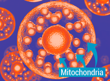 Cellular protection illustration