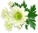 California poppy ingredient image